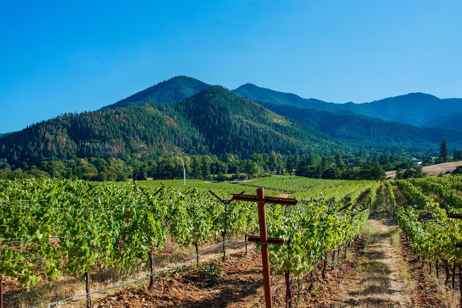 Southern Oregon Vineyard