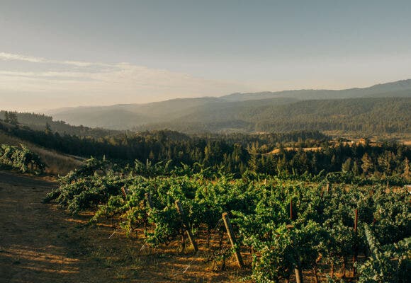 Navarro Vineyards, Early Fall, Valley View,