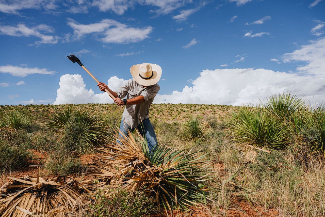 Man cutting agave plant