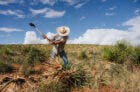 Man cutting agave plant