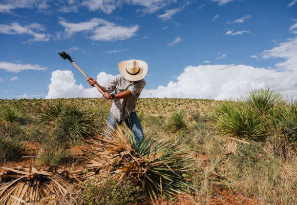 Man cutting agave plant