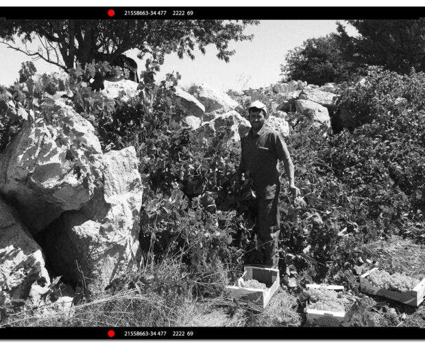Philokalia vineyards showing boulders that crushed the vines.