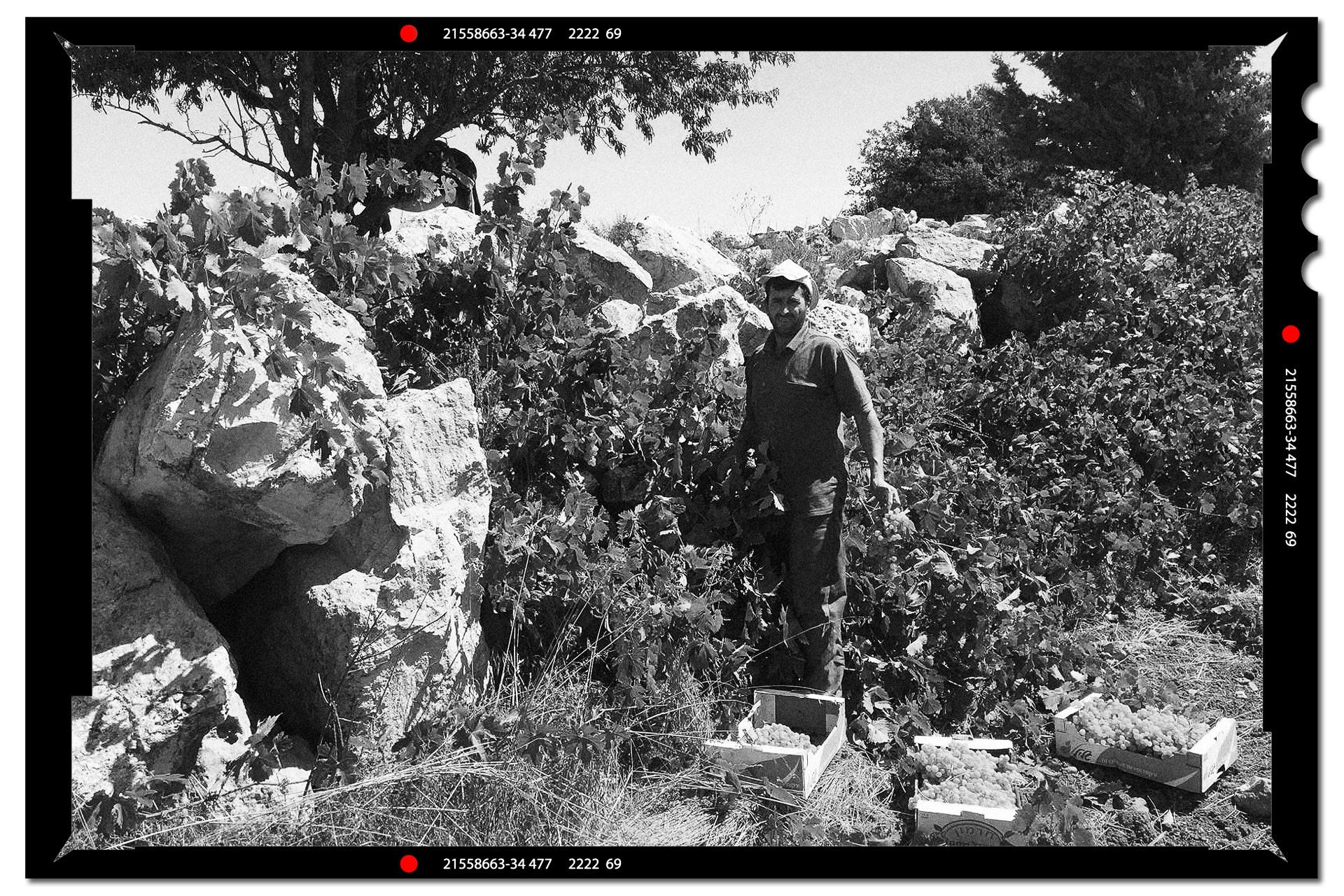 Philokalia vineyards showing boulders that crushed the vines.