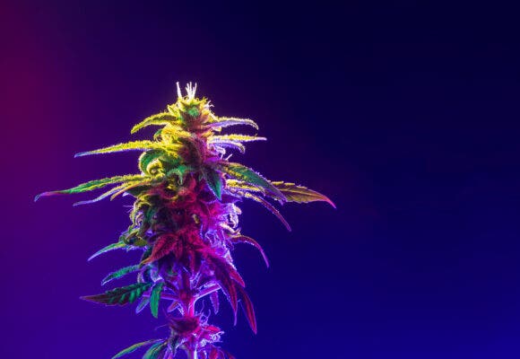 Cannabis Marijuana Bud Flower. Hemp Bud in colored light isolated on dark blue background.