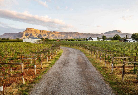 Restoration Vineyards