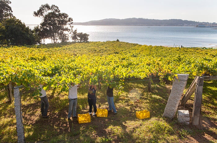 The overhead harvesting of Albariño